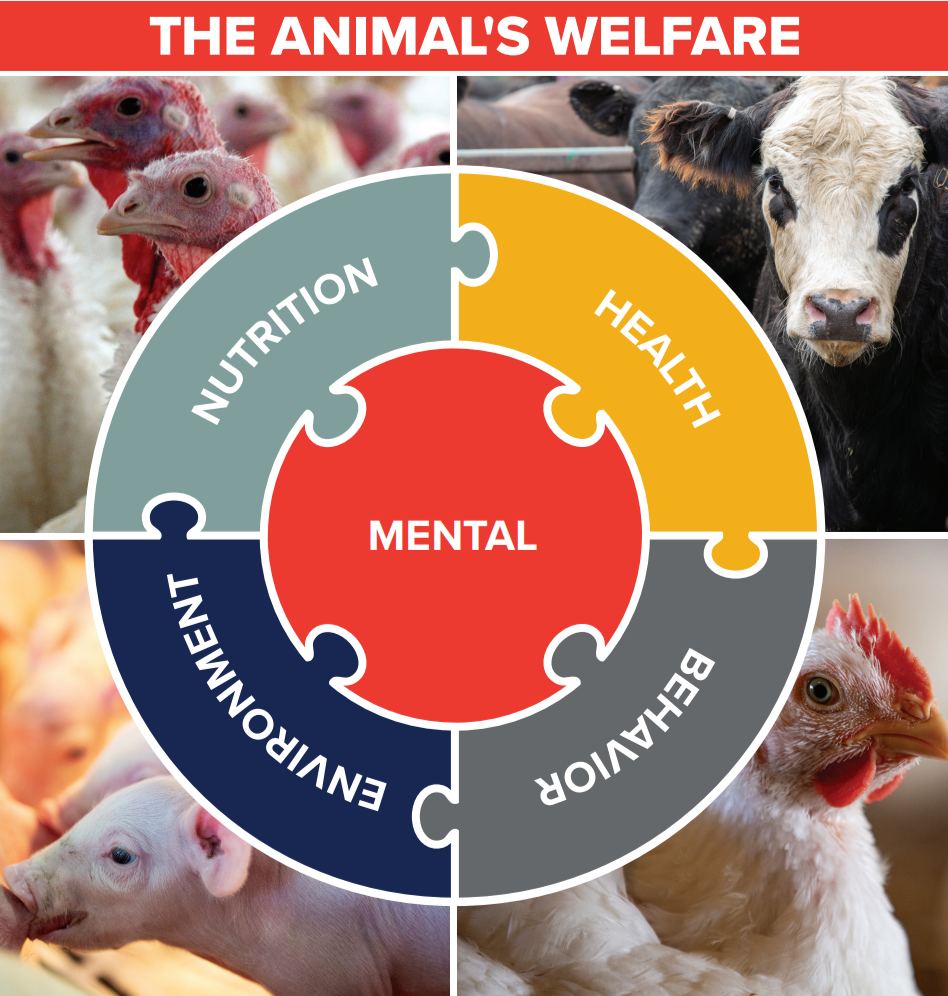 enhance-animal-welfare-culture-tyson-foods
